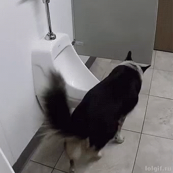 A Black And White Dog Is Standing Next To A Urinal In A Bathroom . GIF