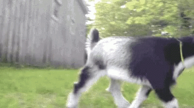 A Black And White Dog Is Walking On A Leash In A Field . GIF