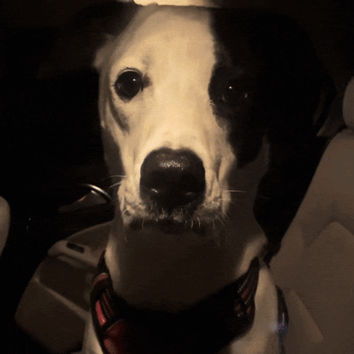 a black and white dog is wearing a harness