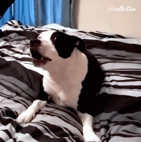 A Black And White Dog Laying On A Bed With A Petcollective Logo GIF