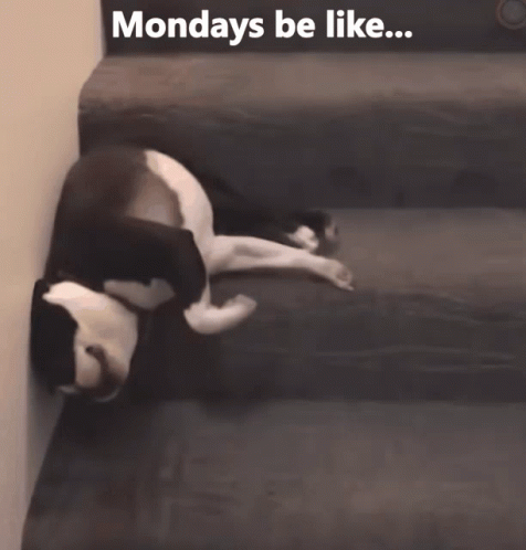 A Black And White Dog Laying On A Couch With The Words Mondays Be Like GIF