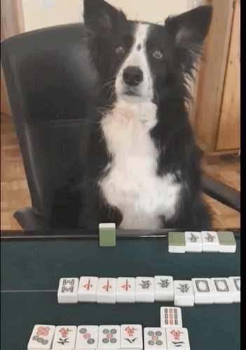 A Black And White Dog Sits At A Table With Mahjong Tiles Including A Tile That Has The Letter M On It GIF