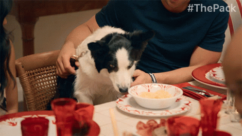 A Black And White Dog Sits At A Table With #Thepack Written Above It GIF