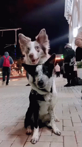 A Black And White Dog Sitting Next To Another Dog GIF