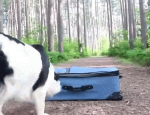 A Black And White Dog Standing Next To A Blue Suitcase In A Forest GIF