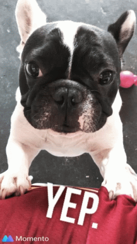 A Black And White Dog Standing Next To A Red Shirt That Says Yep On It GIF