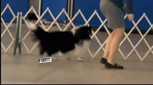 A Black And White Dog Walking In Front Of A White Fence With A Yes !!! Sticker On It GIF