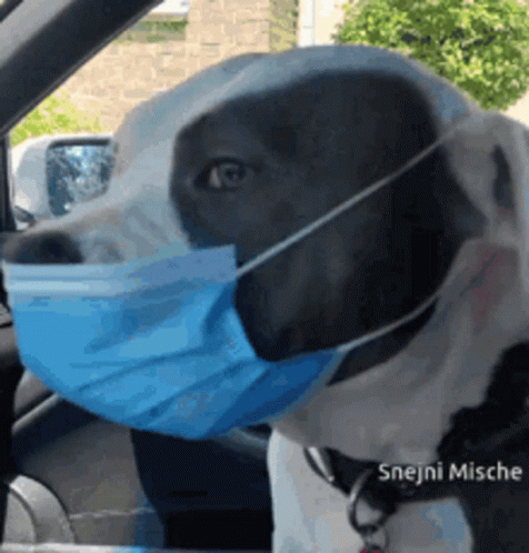 A Black And White Dog Wearing A Blue Face Mask In A Car GIF
