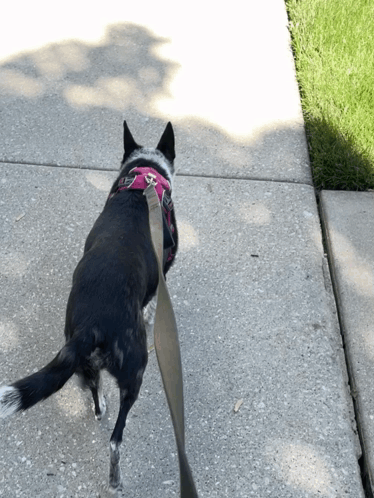 A Black And White Dog Wearing A Pink Harness Is Walking On A Leash GIF