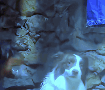 A Black And White Dog With A Blue Background GIF
