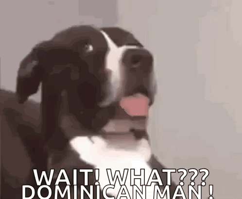 A Black And White Dog With Its Tongue Hanging Out Says Wait What Dominican Man ! GIF