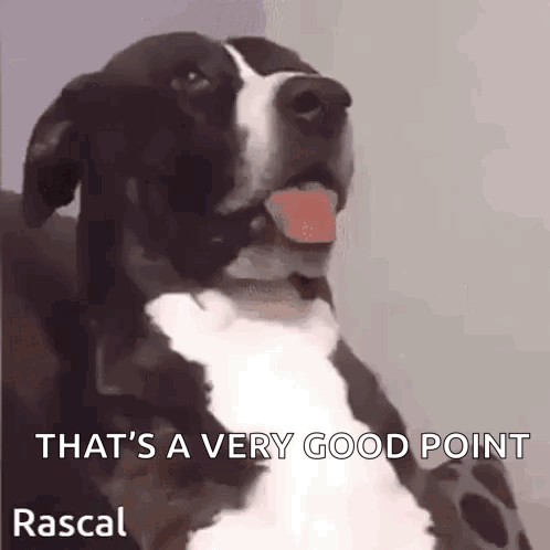 A Black And White Dog With Its Tongue Out And The Words That 'S A Very Good Point Rascal GIF