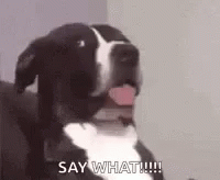 Dog Saying Say What!!! GIF