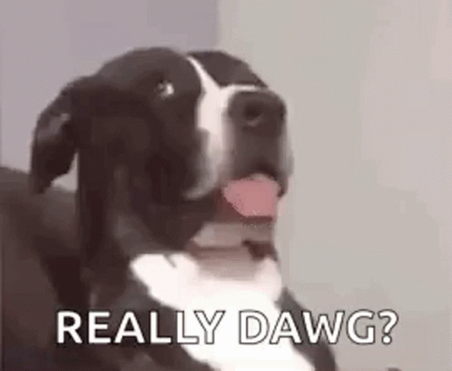 A Black And White Dog With Its Tongue Out Is Sitting On A Couch And Says `` Really Dawg '' . GIF