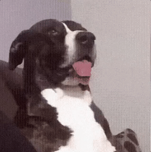 A Black And White Dog With Its Tongue Out GIF