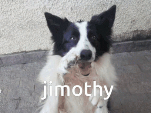 A Black And White Dog With The Name Timothy Written On The Bottom GIF