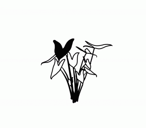 A Black And White Drawing Of A Bird 'S Wings On A White Background GIF