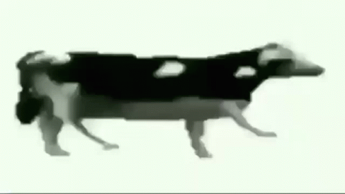A Black And White Drawing Of A Cow Is Walking On A White Background . GIF