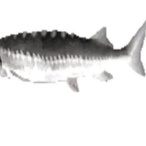 A Black And White Drawing Of A Fish On A White Background . GIF