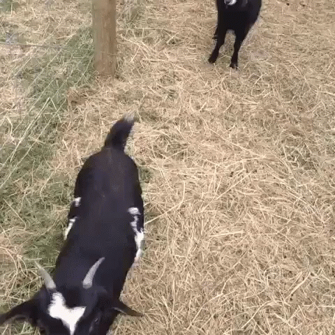 A Black And White Goat Standing On A Pile Of Hay GIF
