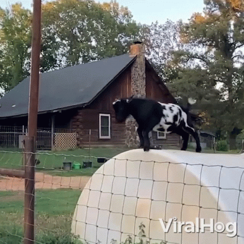 A Black And White Goat Standing On Top Of A Fence In Front Of A House That Says Viralhog On It GIF