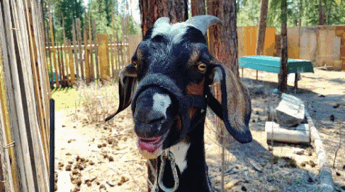 A Black And White Goat With A Horseshoe On Its Neck GIF
