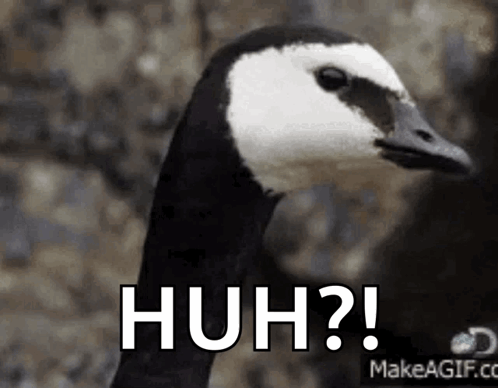 A Black And White Goose Is Making A Funny Face With The Words Huh ? GIF