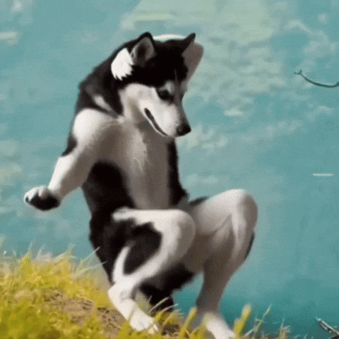 a black and white husky dog is squatting down in the grass .
