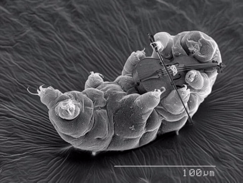 A Black And White Image Of A Small Creature Playing A Violin Under A Microscope With 100 Μm Visible GIF
