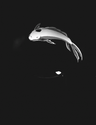 A Black And White Image Of Two Fish Swimming In A Circle GIF