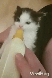 A Black And White Kitten Is Drinking From A Bottle . GIF