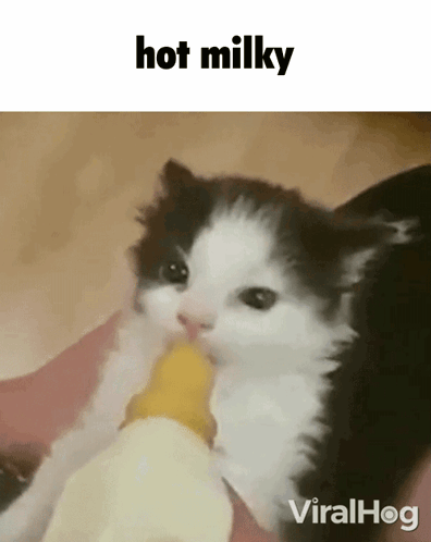 A Black And White Kitten Is Drinking Milk From A Bottle GIF