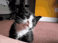 A Black And White Kitten Is Sleeping On A Couch GIF