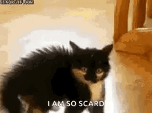 A Black And White Kitten Is Standing On A Wooden Floor And Says `` I Am So Scared '' . GIF