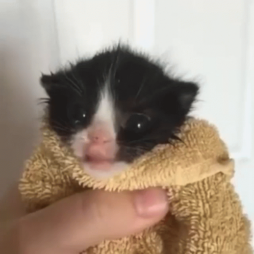 A Black And White Kitten Wrapped In A Towel . GIF