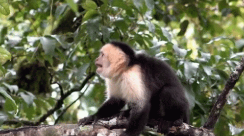 A Black And White Monkey Is Sitting On A Tree Branch With Its Mouth Open GIF