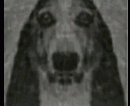 A Black And White Painting Of A Dog 'S Face Looking At The Camera GIF