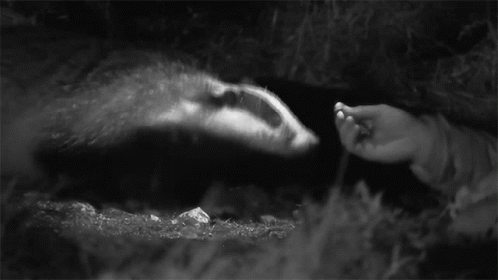 A Black And White Photo Of A Badger Being Fed By A Person 'S Hand GIF