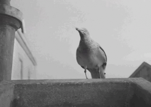 A Black And White Photo Of A Bird Standing On A Wall GIF