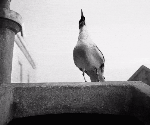 A Black And White Photo Of A Bird Standing On A Wall GIF