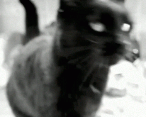 A Black And White Photo Of A Black Cat Sitting On A Bed . GIF