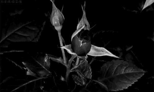 A Black And White Photo Of A Bunch Of Roses With Water Drops On Them GIF