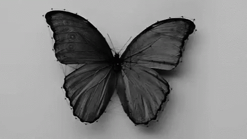 A Black And White Photo Of A Butterfly Surrounded By Lines And Dots . GIF