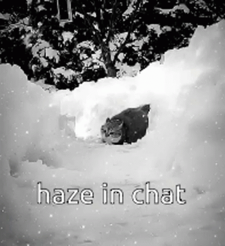 A Black And White Photo Of A Cat In The Snow With The Words Haze In Chat . GIF