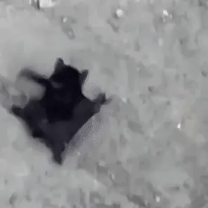 A Black And White Photo Of A Cat Laying On Its Back In The Snow . GIF