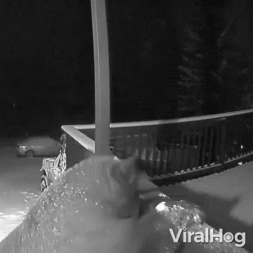 A Black And White Photo Of A Cat Playing In The Snow With The Caption Viralhog GIF
