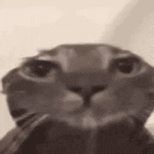 A Black And White Photo Of A Cat 'S Face . GIF
