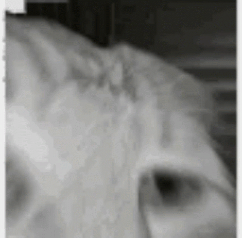 A Black And White Photo Of A Cat 'S Face With A Blurred Background . GIF