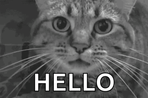 A Black And White Photo Of A Cat 'S Face With The Words `` Hello '' Written Above It . GIF