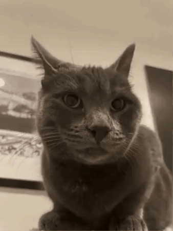 A Black And White Photo Of A Cat Sitting On Top Of A Table Looking At The Camera . GIF